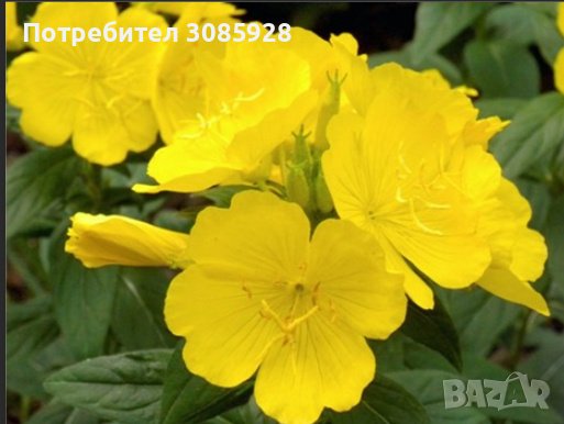Oenothera speciosa / Енотера/ Йонотера - жълта. Заявки през пролетта., снимка 2 - Градински цветя и растения - 41081109
