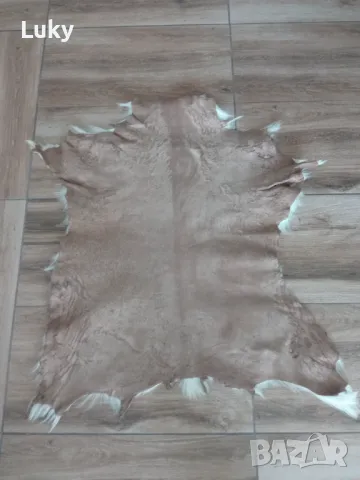 Екзотична и естествена кожа ., снимка 2 - Други ценни предмети - 47443307