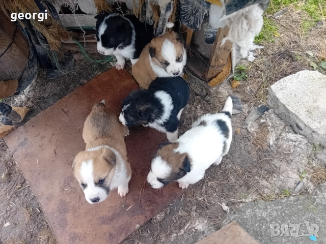 каракачански кученца