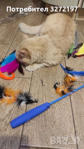 Комплект игра за котки-телескопична въдица + 10 различни сменяеми пера , снимка 12 - За котки - 41189874