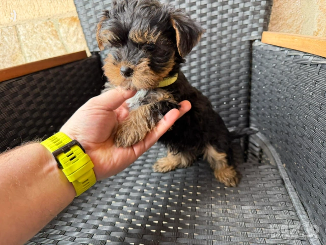 Йоркширски териер Актуално от 11.2.2026, снимка 3 - Йоркширски териер - 53379580