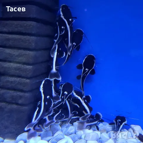 Червеноопашат сом 8см, снимка 1