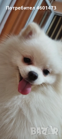 Търся женски померан за разплод!, снимка 3 - Търси партньор - 51798737