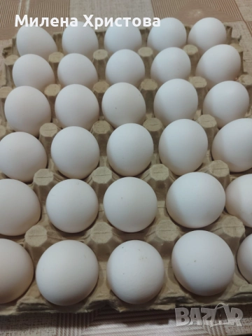 Яйца за люпене от бял легхорн, снимка 4 - За селскостопански - 52964816