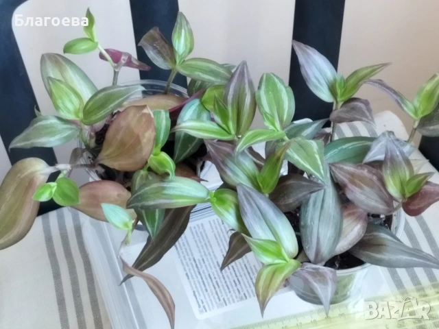 Традесканция, снимка 5 - Стайни растения - 52027182