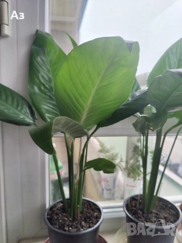 Цветя Спатифилум - големи, в начало на цъфтеж, 6 броя налични, снимка 4 - Стайни растения - 47681002