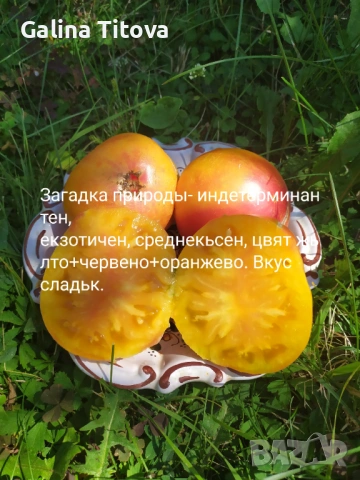 Продавам семена домати 55 сорта