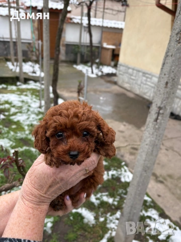 Той пудел, снимка 3 - Пудели - 53300622