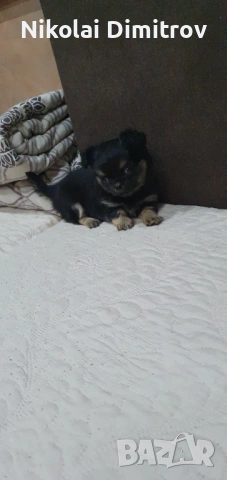 Момиче чихуа дългокосместо, снимка 2 - Чихуахуа - 53539843