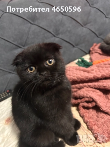 Британски котета 