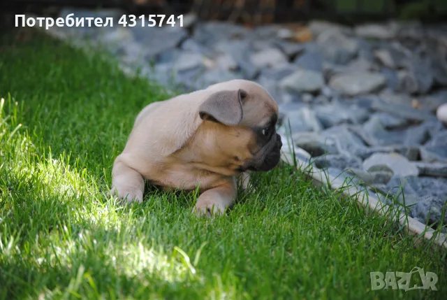 френски булдог-момчета, снимка 5 - Френски булдог - 55711245