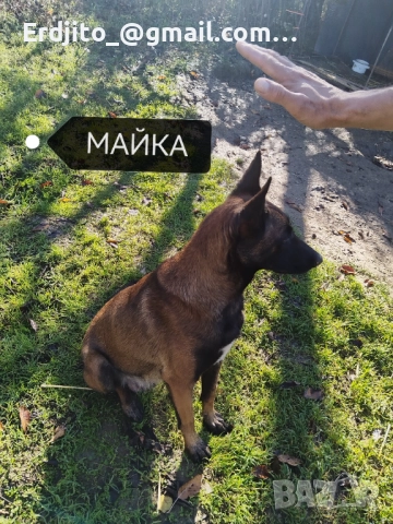 Белгийска овчарка Малиноа