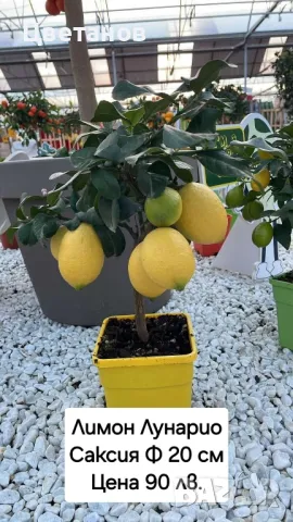 Лимон сорт Лунарио