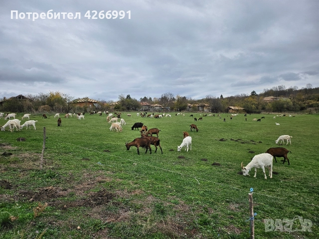 КОЗИ.МЛЕЧНИ, снимка 3 - Кози - 52580223