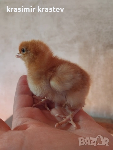 Пиленца, пилета, снимка 5 - Кокошки и пуйки - 53345076