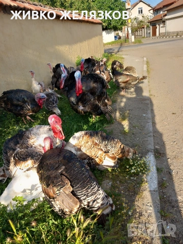 Продавам , домашно-отгледани пуйки,пуяци,петли и кокошки,  за разплод  , снимка 14 - Кокошки и пуйки - 53639962