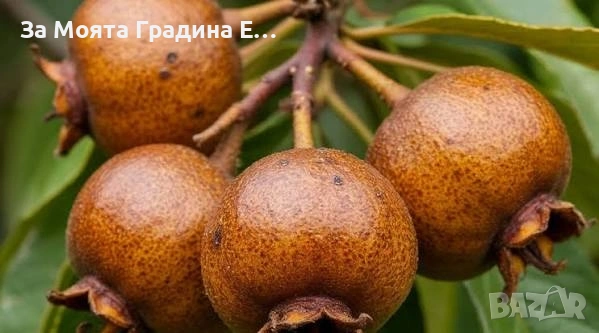 Мушмула , снимка 4 - Градински цветя и растения - 53620551