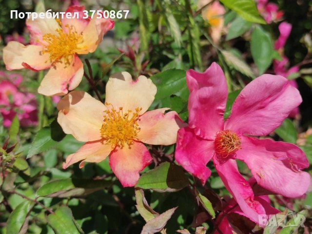 🌹 РОЗА 🌹 Chinensis Mutabilis Rosa, снимка 3 - Градински цветя и растения - 53690002