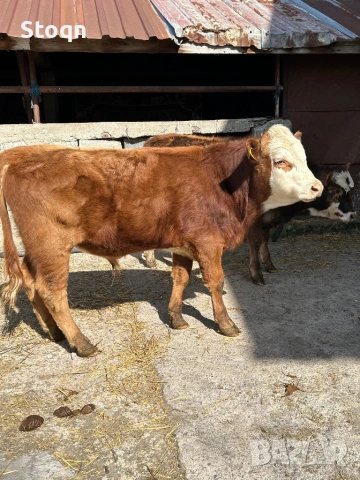 Продавам Мъжки Телета