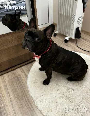 Френски булдог за разплод, снимка 6 - Френски булдог - 51360133