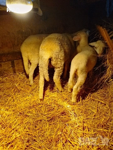 агнета, снимка 7 - За селскостопански - 53477882