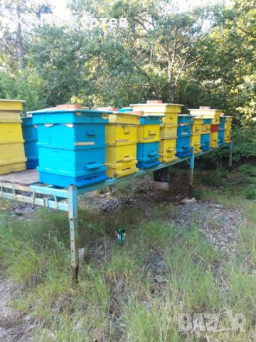 Продавам пчелни семейства с платформи, отводки и рамки с пило и пчели., снимка 5 - За пчели - 41983459