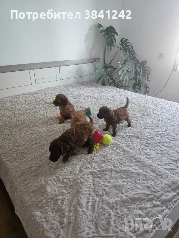 Продавам мини пудел , снимка 6 - Пудели - 56022616