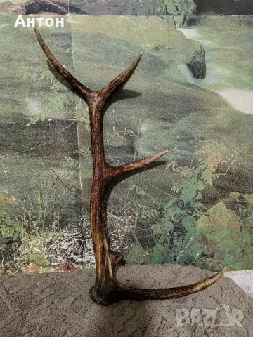 Рог.Рог.Рог., снимка 2 - Антикварни и старинни предмети - 49434219