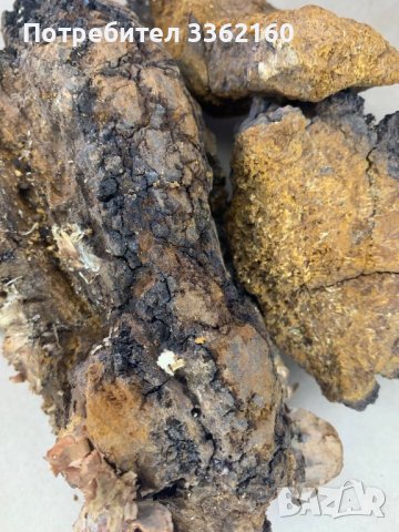 Комплект Чага (Inonotus obliquus), снимка 3 - Хранителни добавки - 41118821