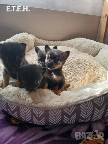 мини Пончи. 1,8 гр 350 лв