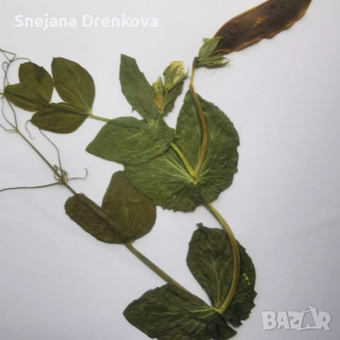 Систематичен хербарий, снимка 6 - Ученически пособия, канцеларски материали - 51890096