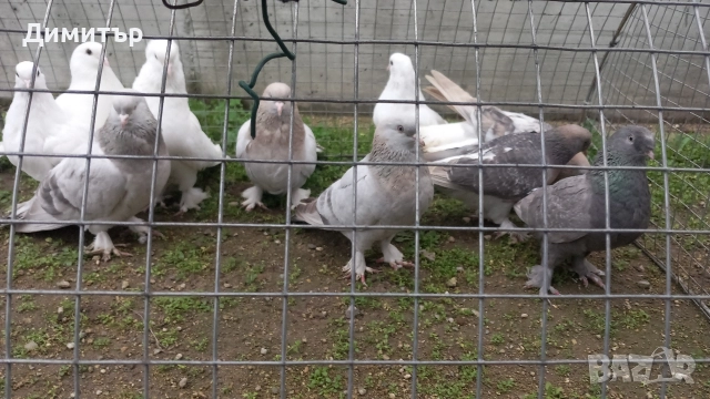 Продавам гълъби Мардини-Турски , снимка 5 - Гълъби - 47886897