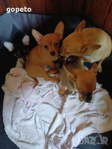 Мини пинчер чихуахуа, снимка 2 - Пинчер - 51604970