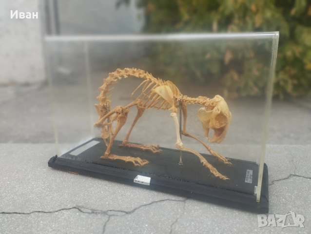 Соц Скелет на заек , снимка 5 - Колекции - 51686534