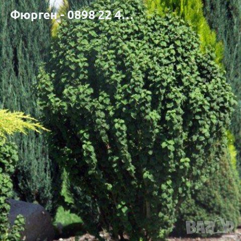 Дрян Компреса (Cornus sanguinea Compressa), снимка 3 - Градински цветя и растения - 42215028