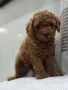 ​3 плюшени момчета! 🧸, снимка 3