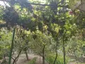 Продавам тъмно грозде,подходящо само за червено вино,обирате го цялото по асмите за 30  всичкото., снимка 5