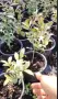 Oгнен храст - Euonymus alatus, снимка 7