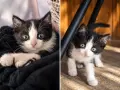 🐾 Боб търси своя човек ❤️, снимка 2