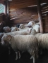 коч кочове за продан , снимка 2