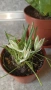 асплениум + 2бр орнитогалум (Гарванов лук), снимка 4