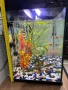 Аквариум, снимка 6