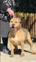 Американско Були Хл/American Bully XL , снимка 2