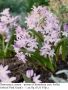 Хинодокса, сцила – розова (Chionodoxa (syn. Scilla) forbesii 'Pink Giant') – луковици, снимка 1