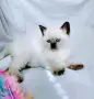 Шотландско женско със сини очи , снимка 1