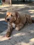 Кавапу & Cavapoo, снимка 6