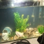 голям аквариум с рибки оборудван 50 х 40 х 24, снимка 6