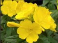 Oenothera speciosa / Енотера/ Йонотера - жълта. Заявки през пролетта., снимка 2