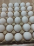 Яйца за люпене от бял легхорн, снимка 4