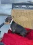 American Bully XL, снимка 7